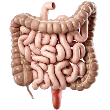 آندوسکوپی