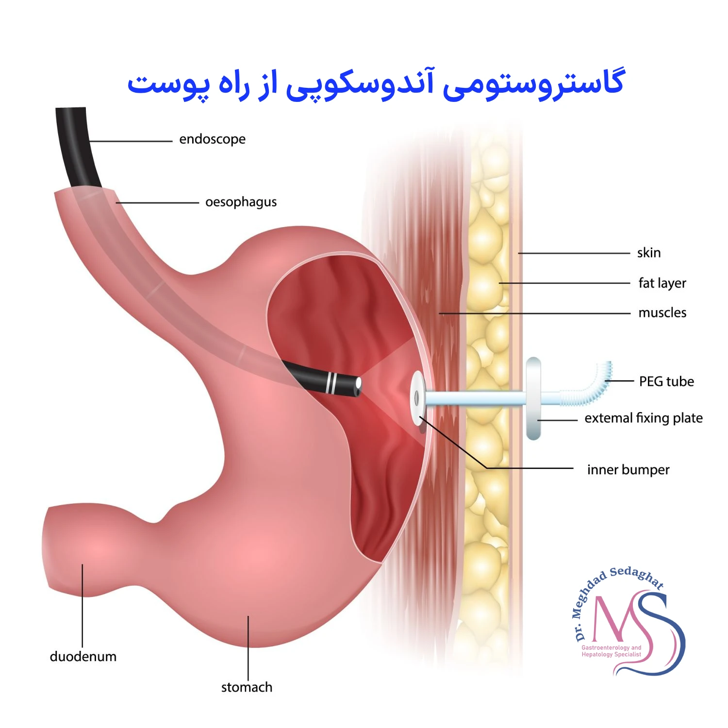 مقالات
